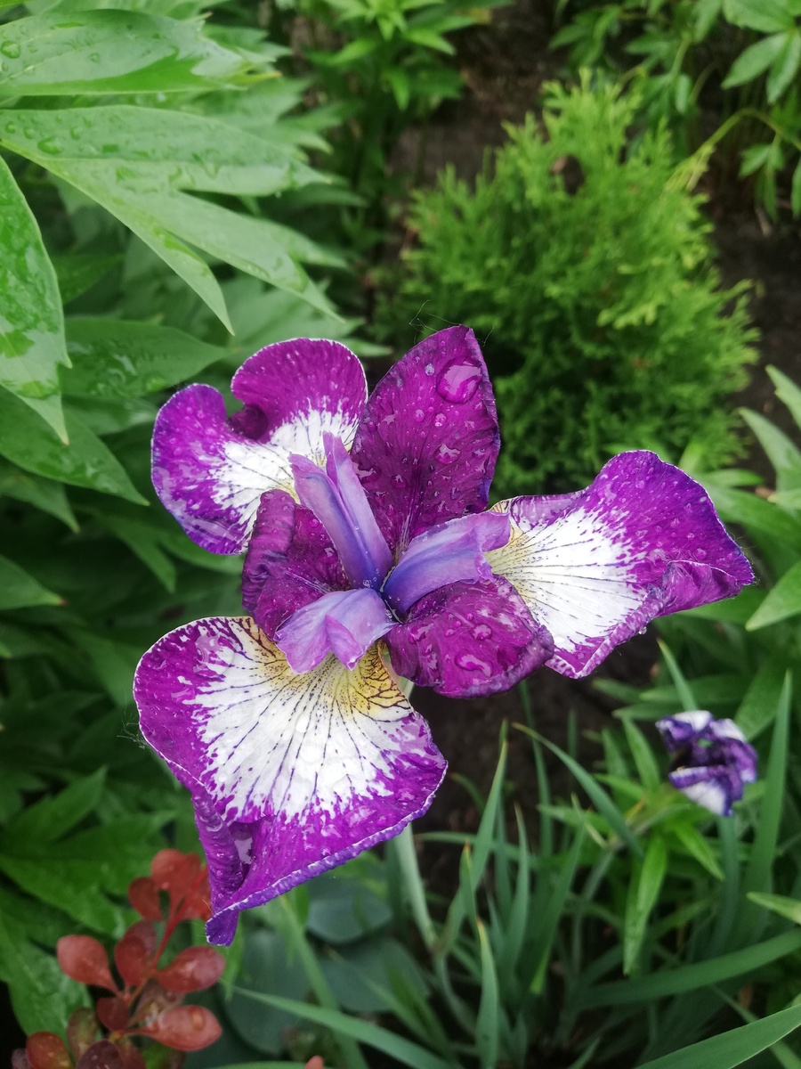 Ирис сибирский 'Currier' в компании пиона, барбариса и туи