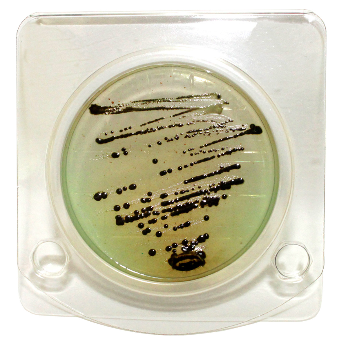 Проросшая Сальмонелла