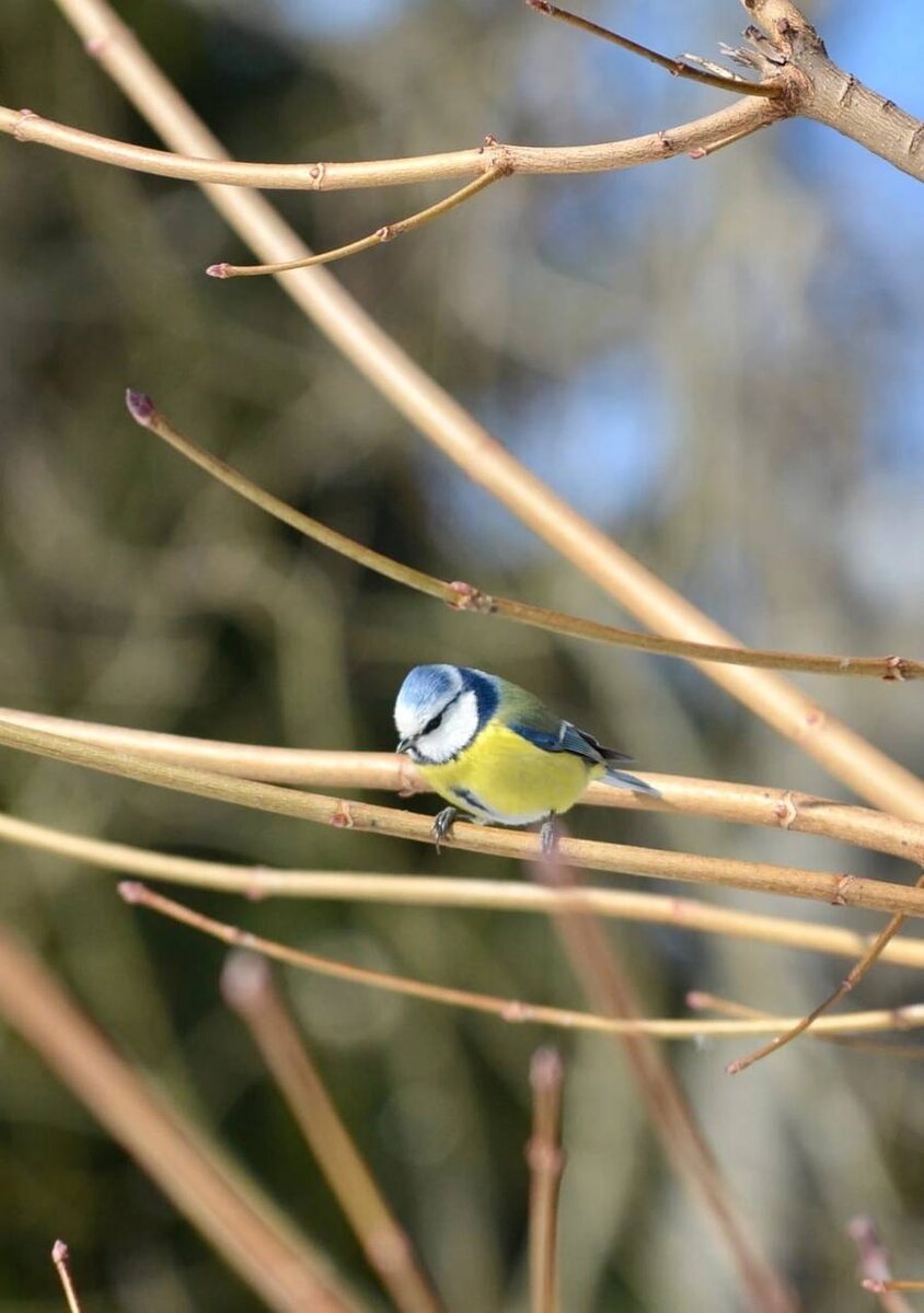 Обыкновенная лазоревка