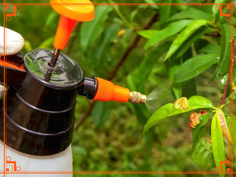 Фото из Интернета. Особенности применения фунгицидов