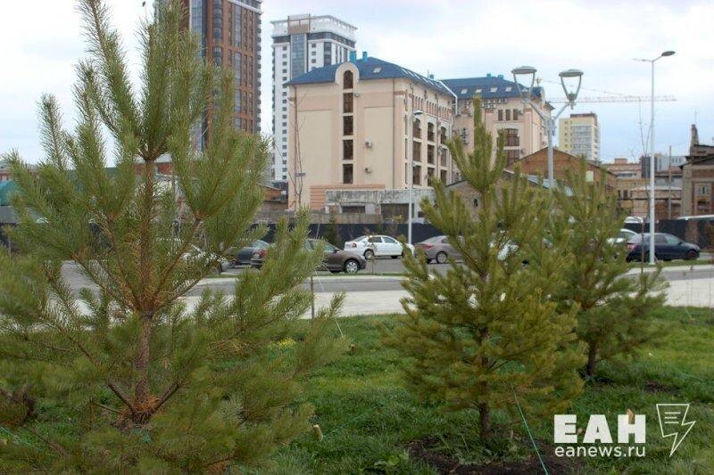    ЕАН / Деревья вырубили при расчистке русла Урала