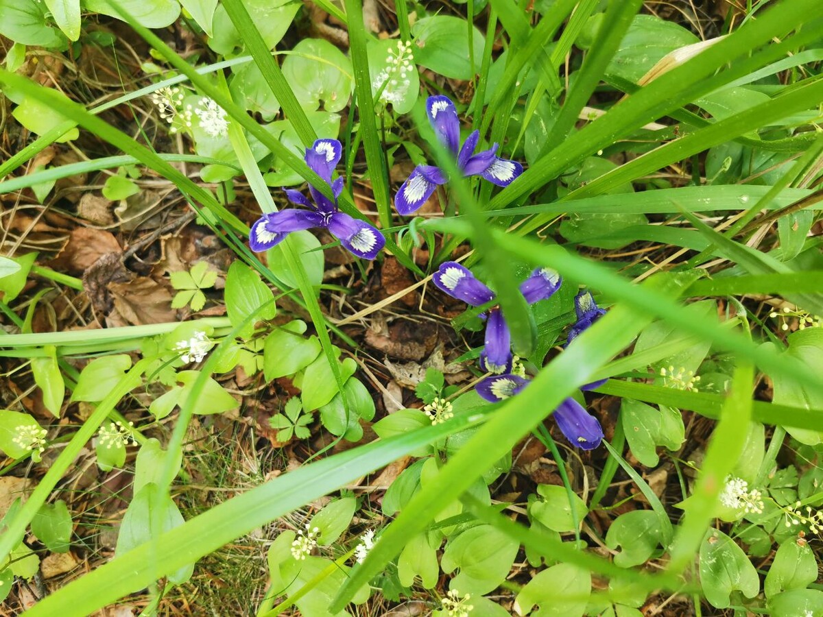 Лесные ирисы на берегу Байкала 