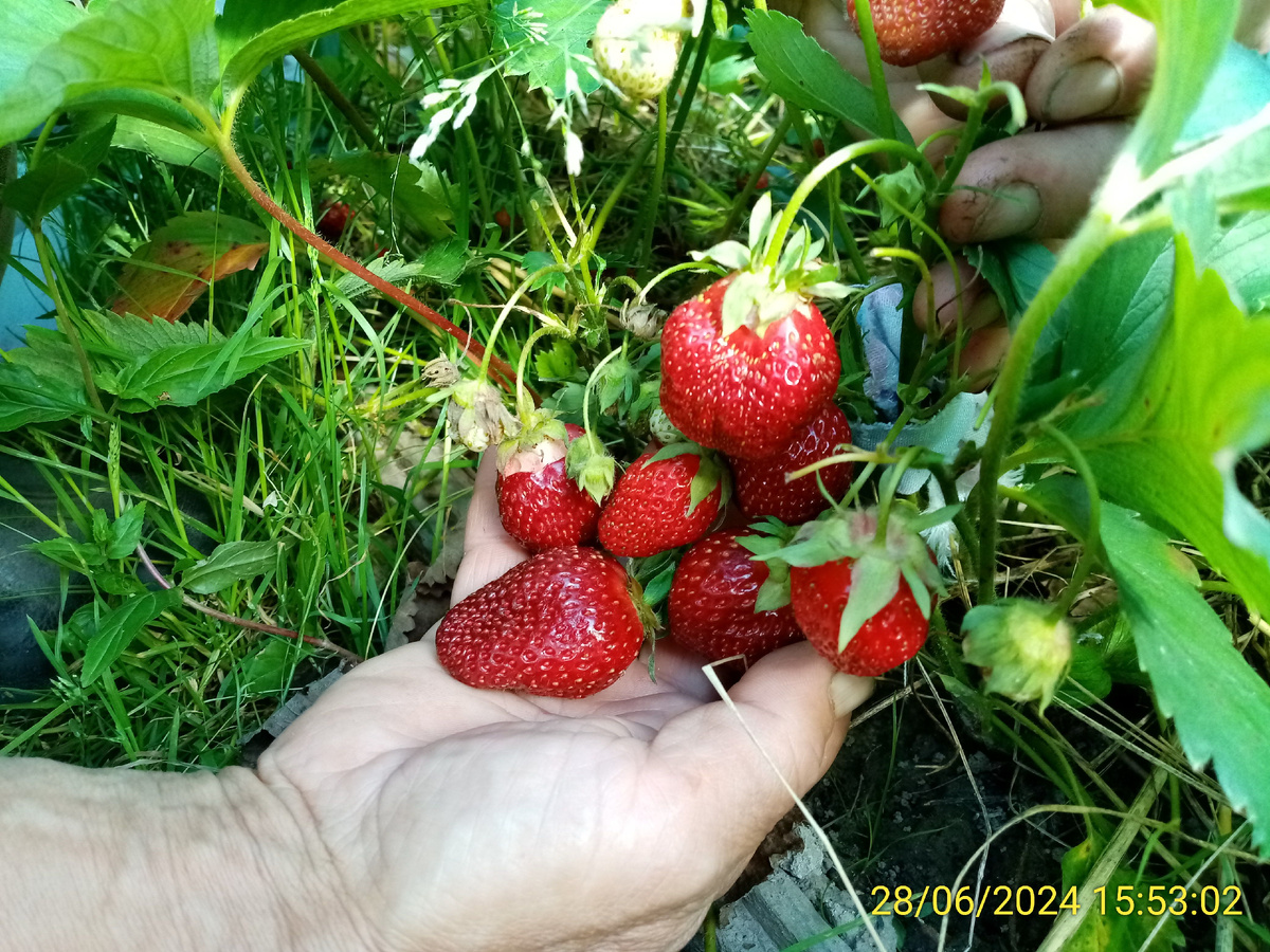 Старенькая заросшая грядочка, которую надо убирать и начинать новую