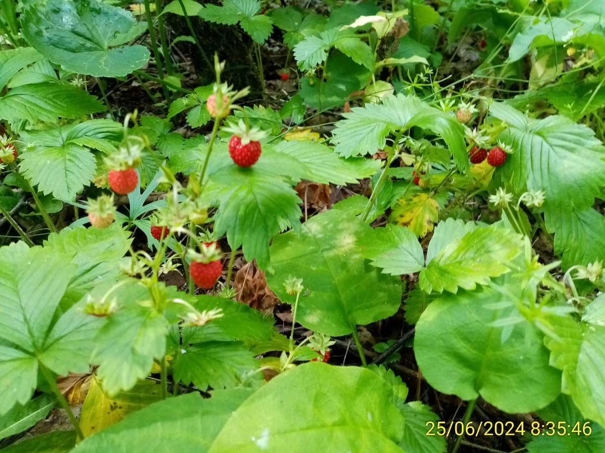 Земляника в лесу