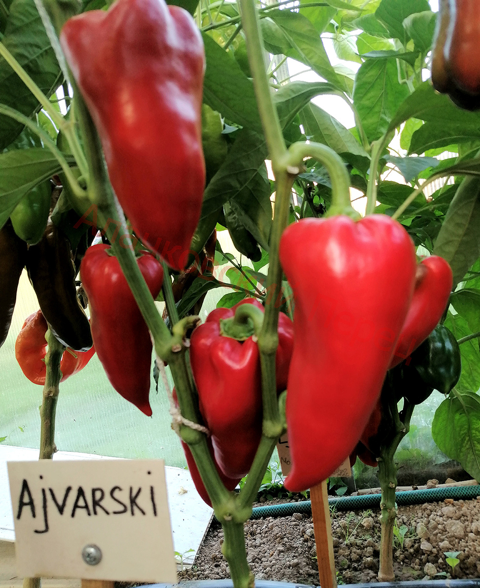 Ajvarski (Аджварский)