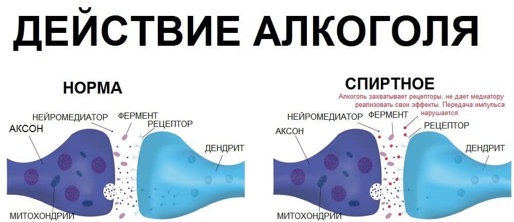 Воздействие алкоголя на нейромедиаторы головного мозга
