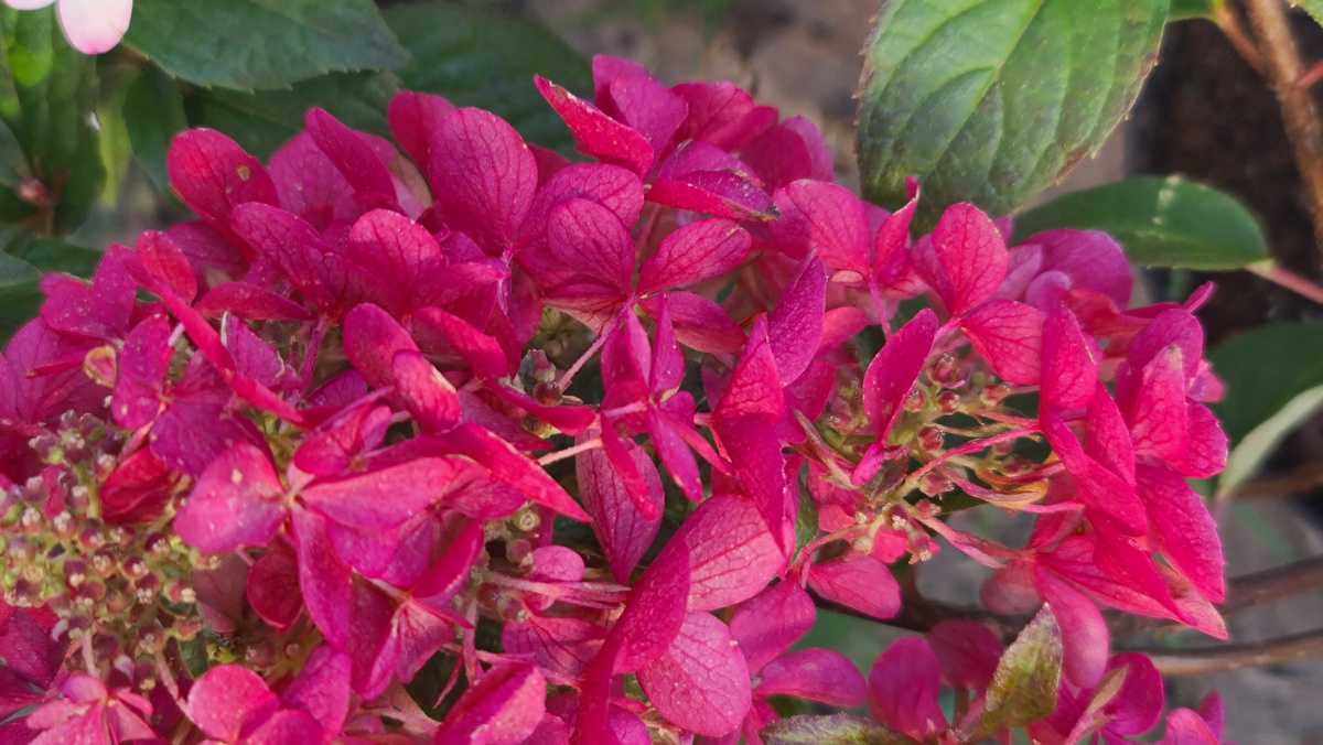 Петит Стар. 10 октября