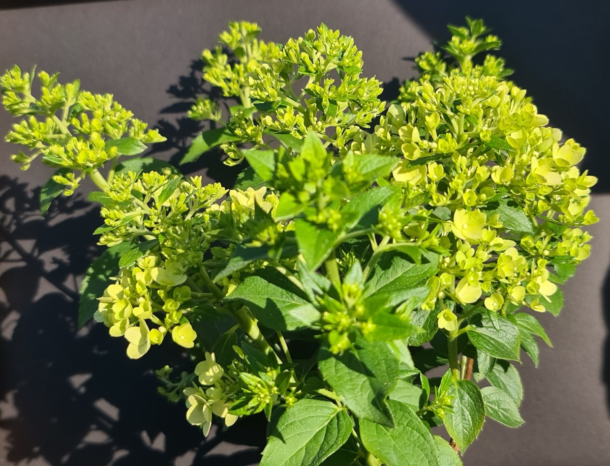 Начало цветения. 15 июня