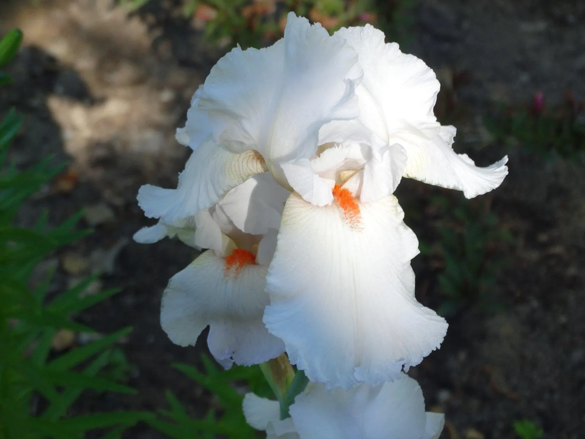 Бородатый ирис Нордика (Nordica)