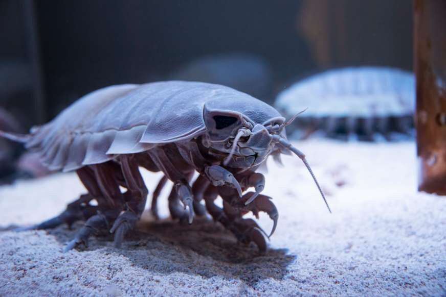 Гигантский изопод (Bathynomus giganteus)