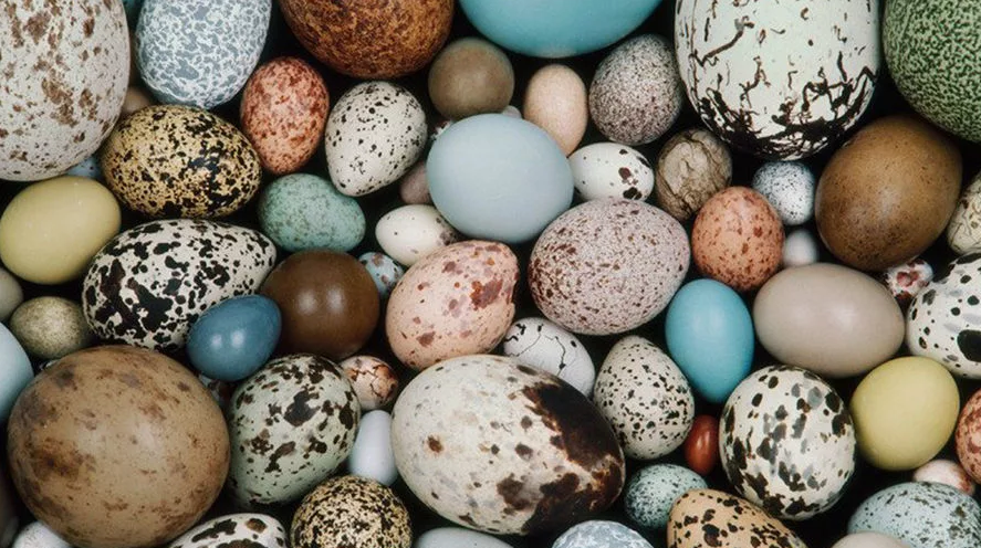 Существет 12 видов съедобных яиц