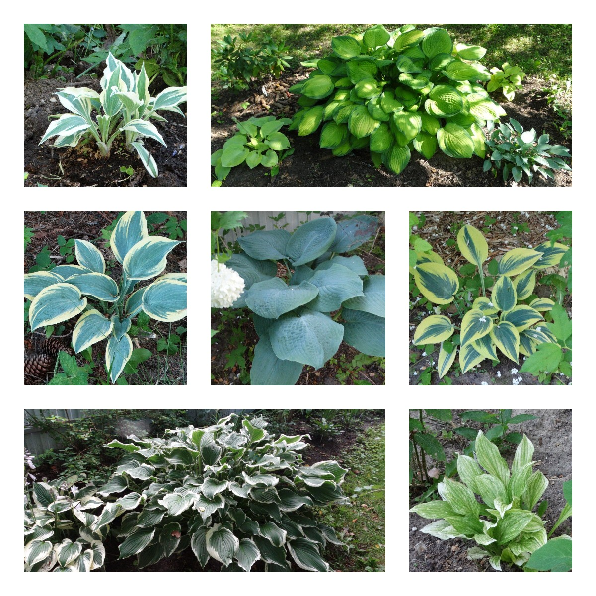 Коллаж из фото автора