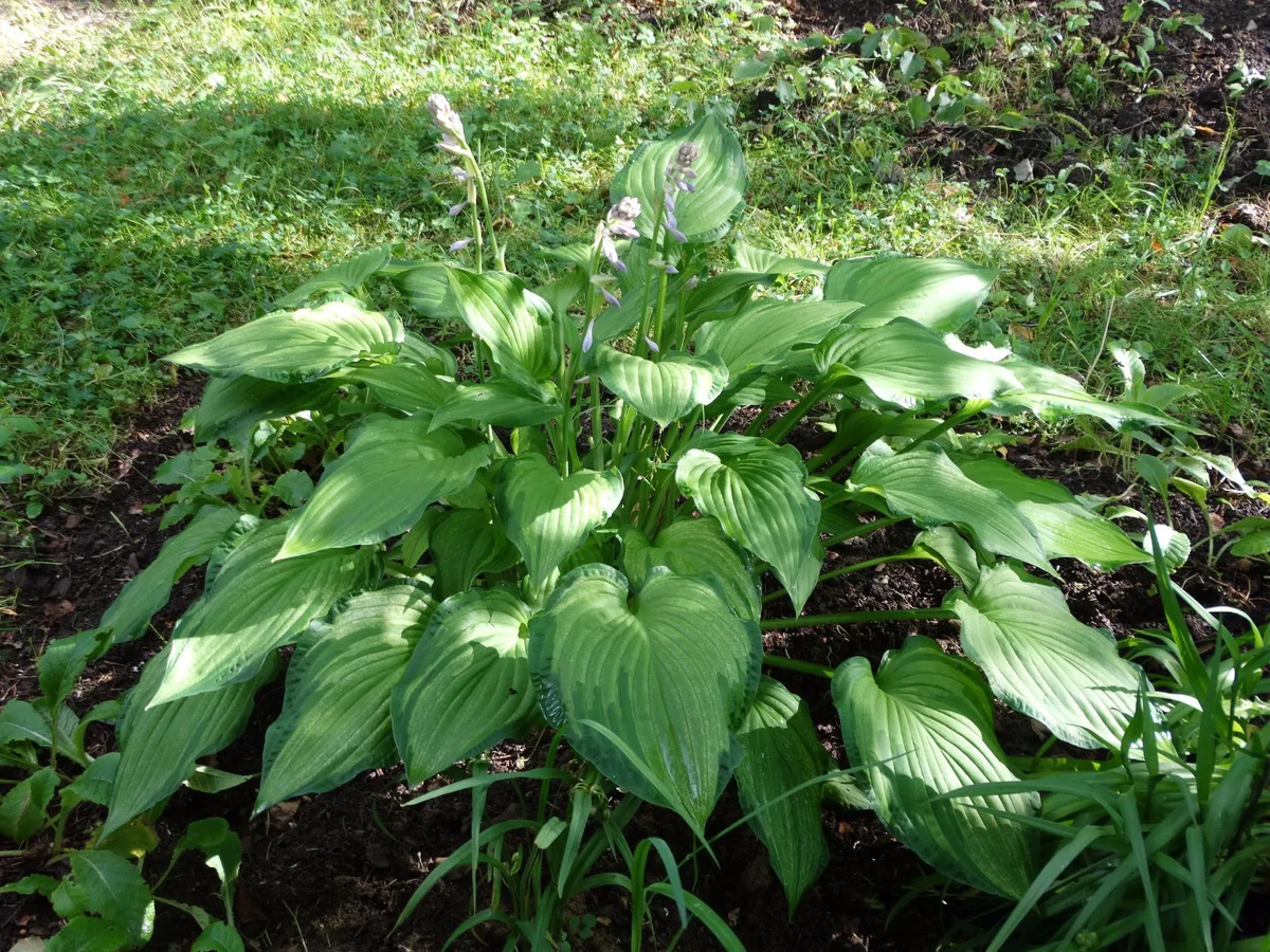 Первая хоста