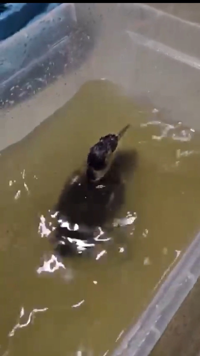 Эта птичка в реабилитационном центре. Видно, что на воде держится плохо.