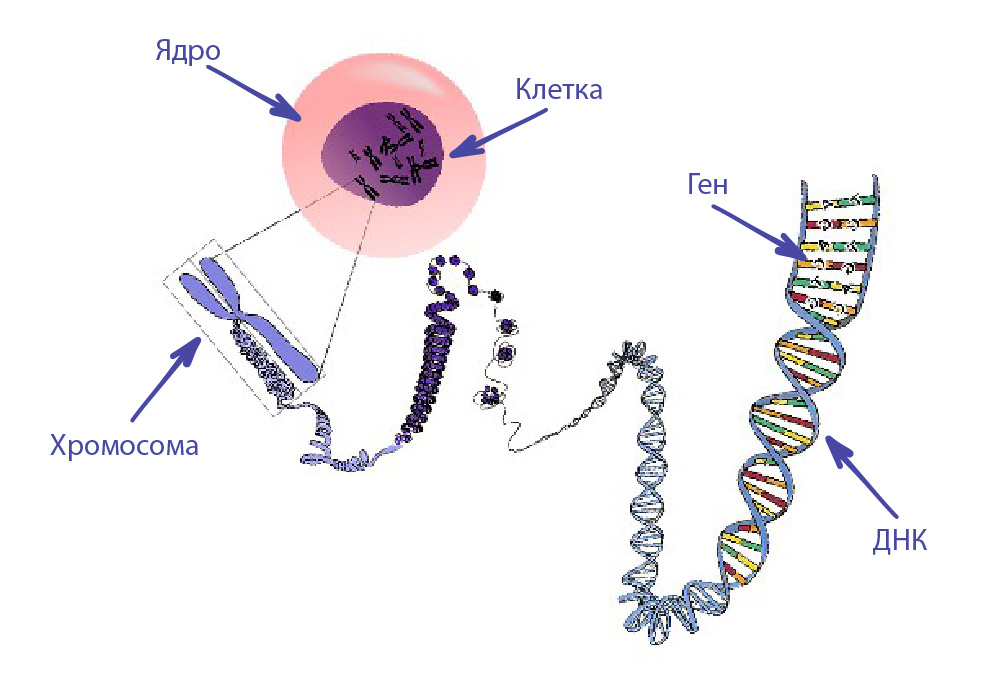 В клетках содержится ядро, в котором располагаются хромосомы. Хромосомы содержат ДНК, а в ДНК спрятаны наши гены.