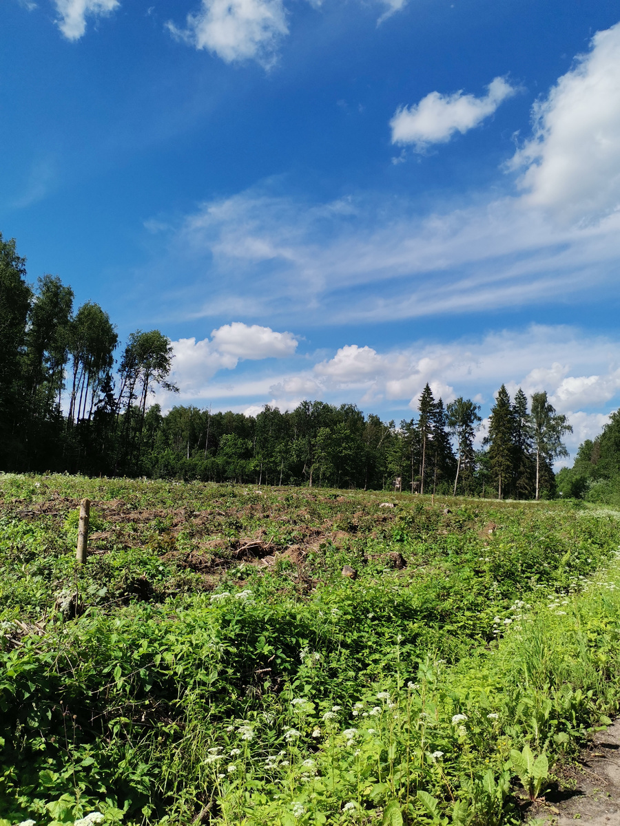 Фото автора. Здесь посеян еловый лес. Его ещё года три не будет видно, но он уже есть!