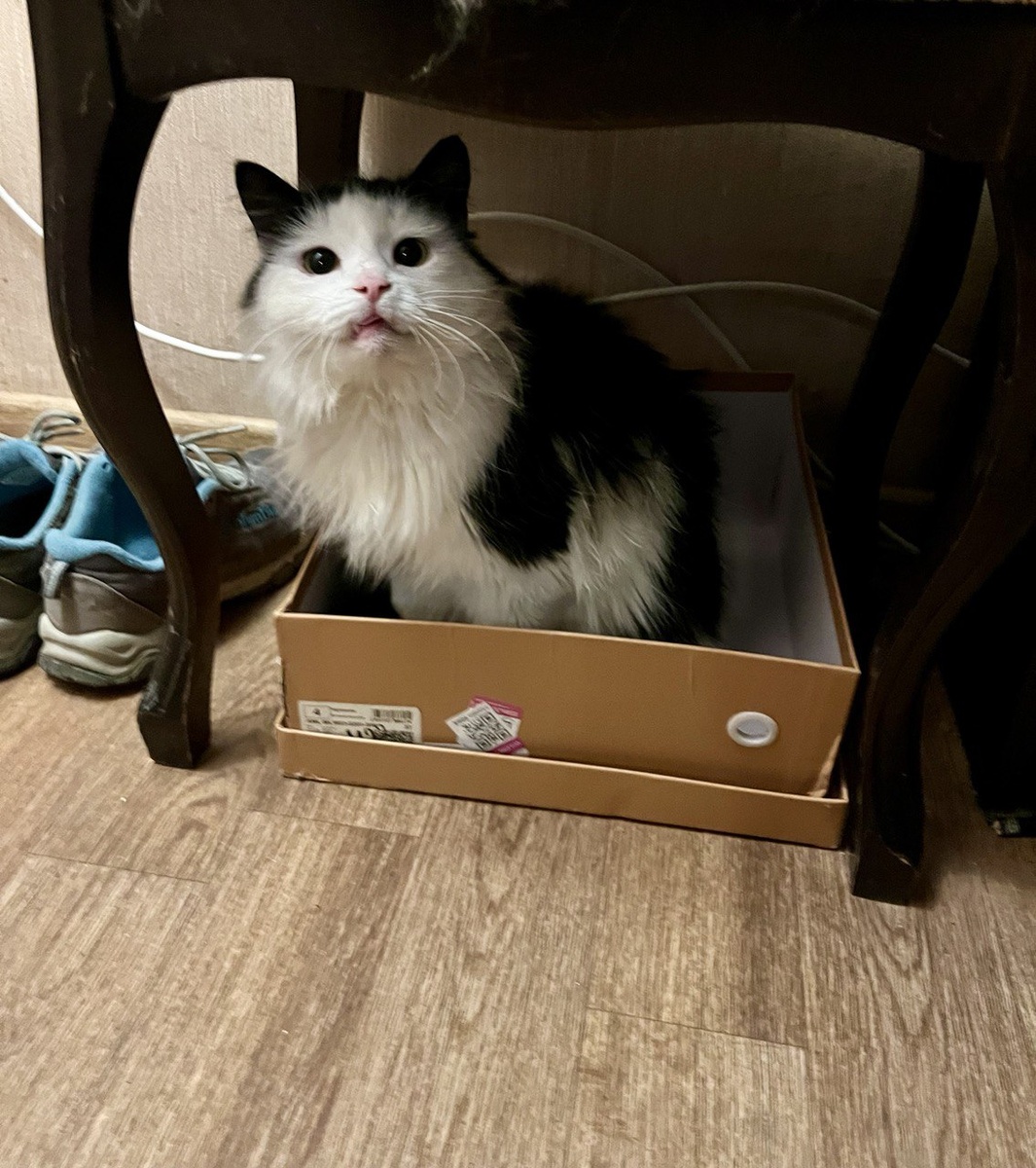 Коробку в каникулы поставила для выброса, когда убиралась. В итоге в этой коробке все так полюбили обитать, что положила туда полотенце и пока решила оставить. 