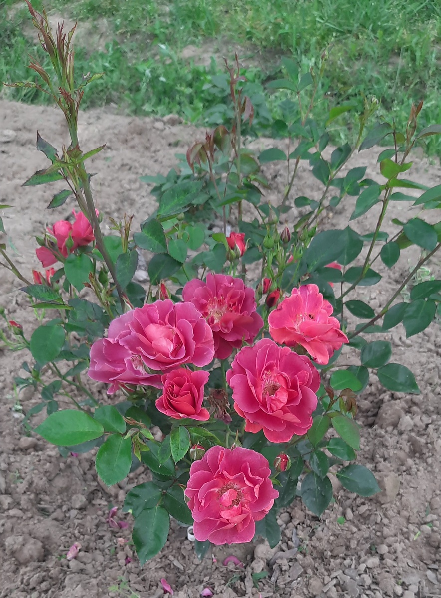 Laoca, фото автора 