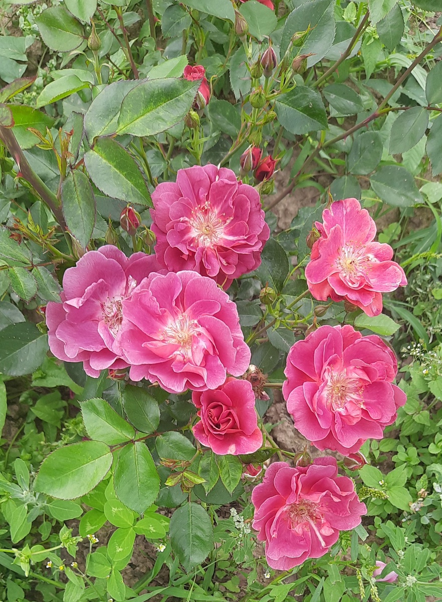 Laoca, фото автора 