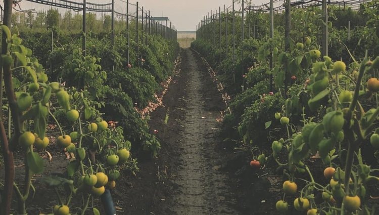    Листовым удобрениям для томатов с кремнием ученые предсказали растущий спрос в 2025 году