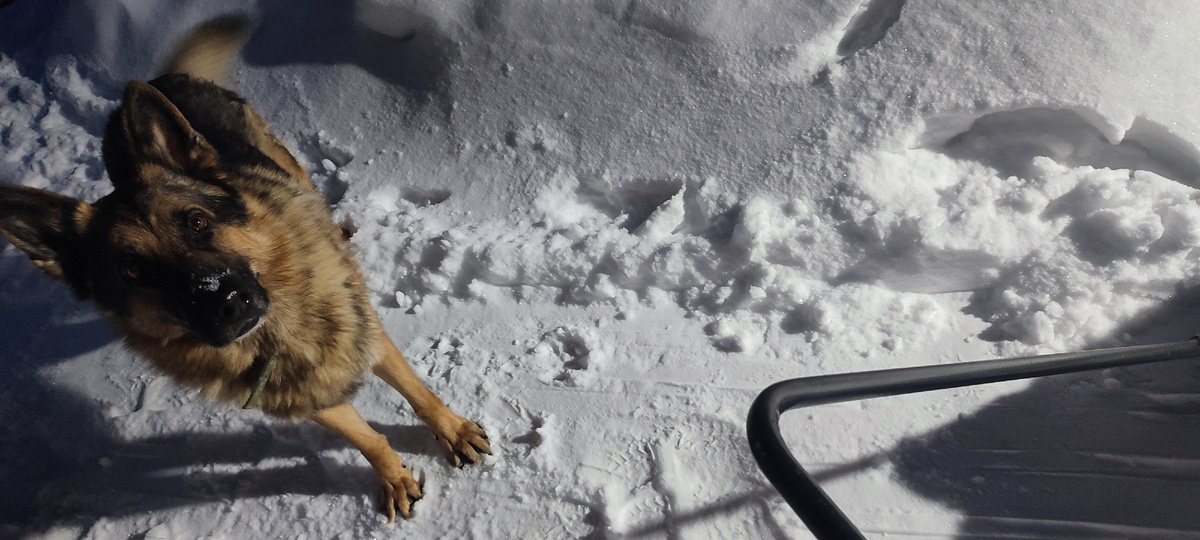 Мы с моим хвостатым помощником, ведем непримиримую борьбу со снежными заносами