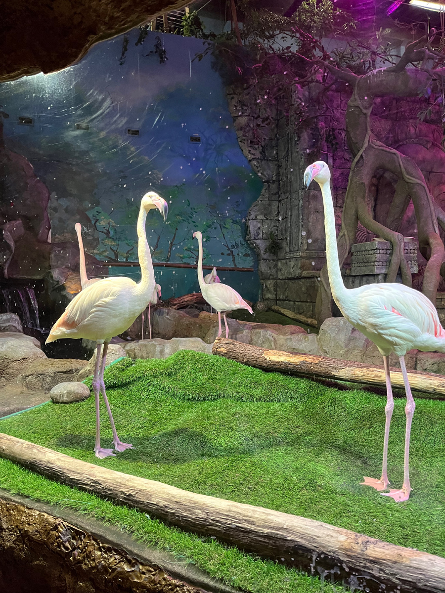 Были в зоопарке