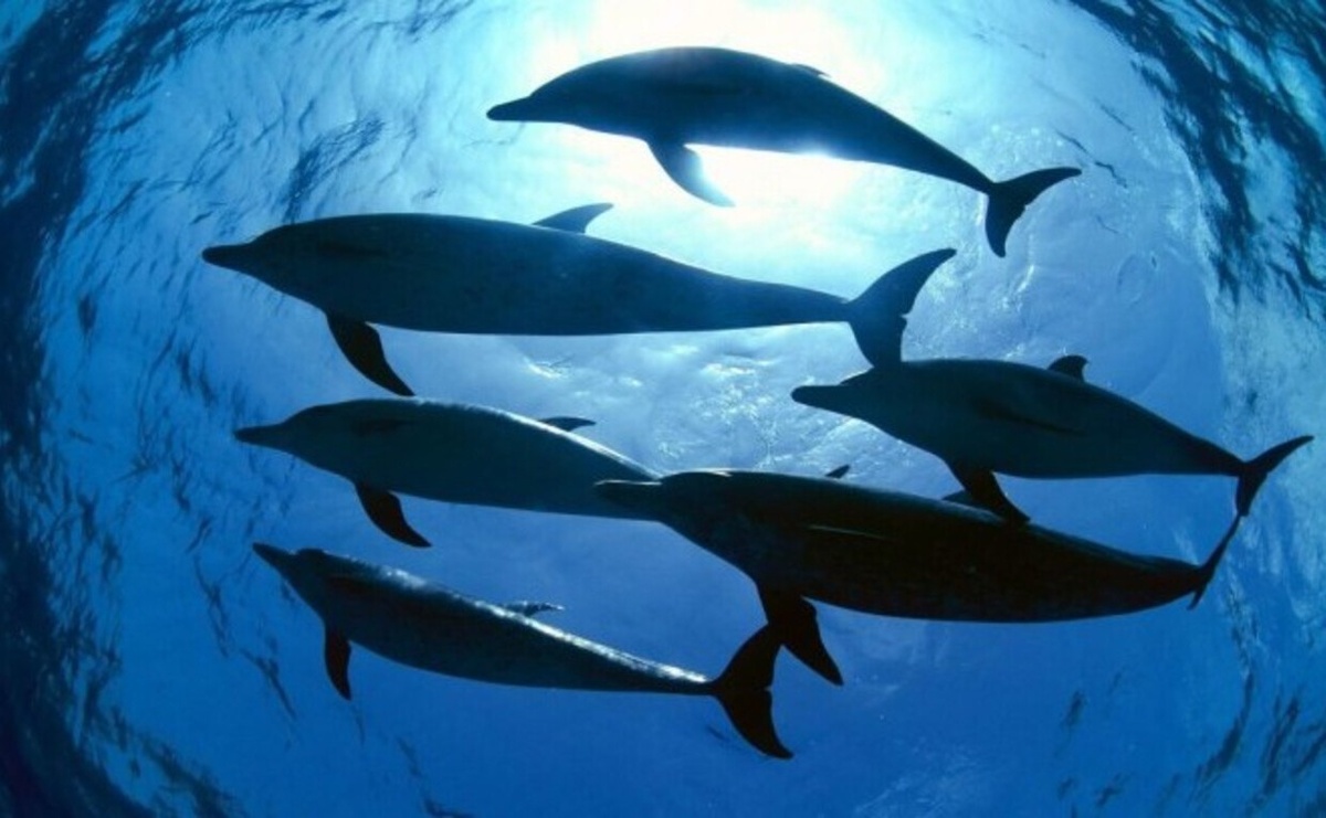     Назови дельфина по имени...