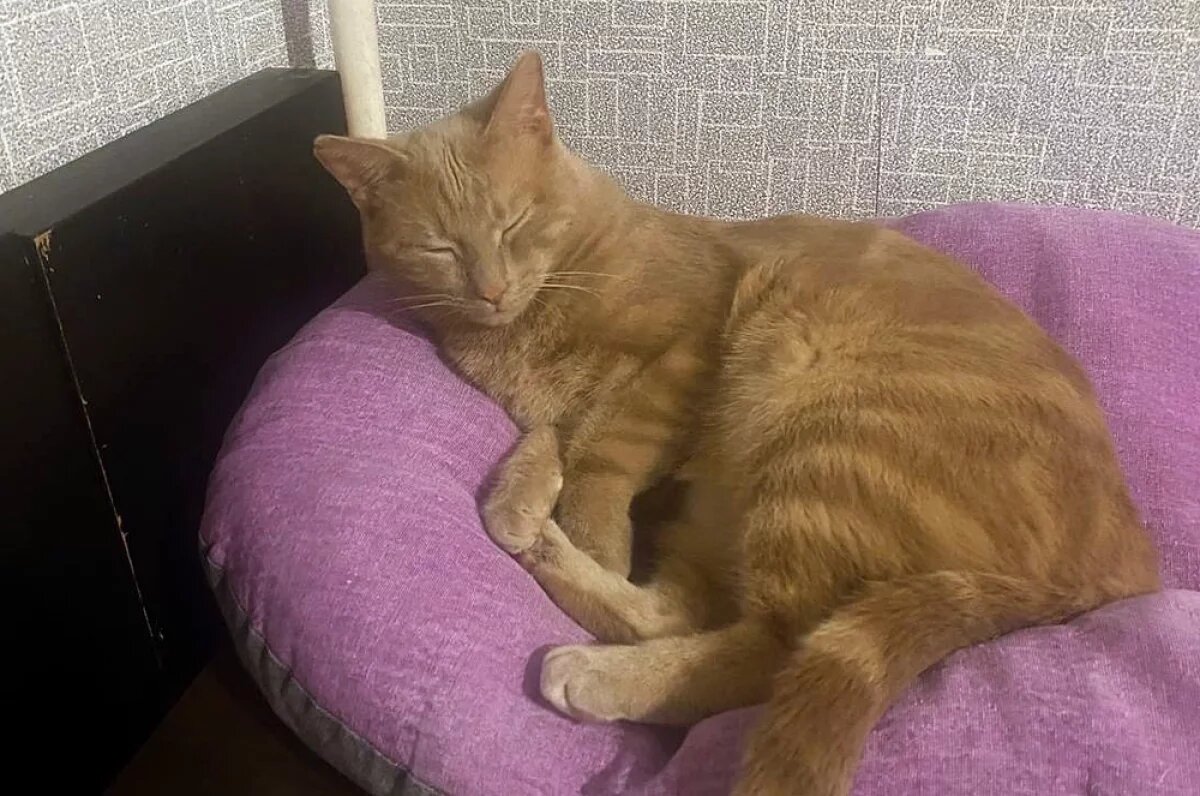    Кот Лучик.