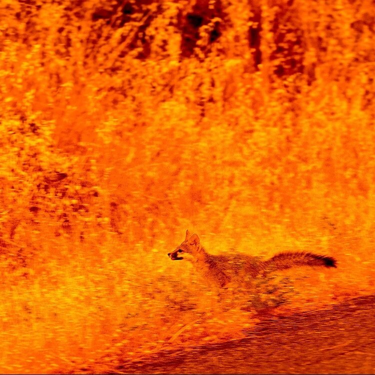 Лесной пожар в Калифорнии📷
