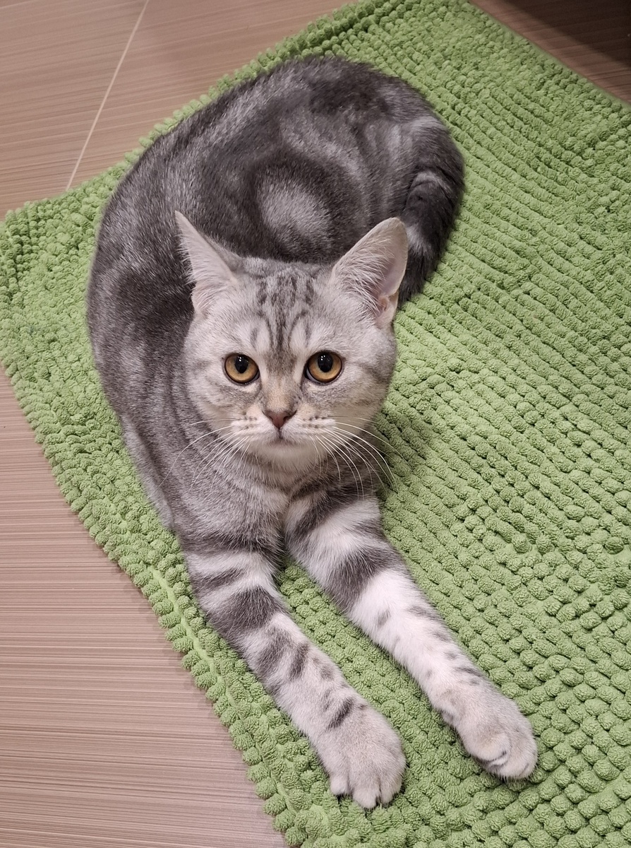 Котик-длиннорукий приветствует. А чем ещё гонять клубочек с нитками по ночам? Я по звуку отличаю: крышечка, колпачок, нитки или ручка. Всё прячем, но всего не спрячешь. :) Ручкой тык-тык - и на полу - можно погонять, хозяева - им не страшно, если что - днем поспят. Но это не точно.