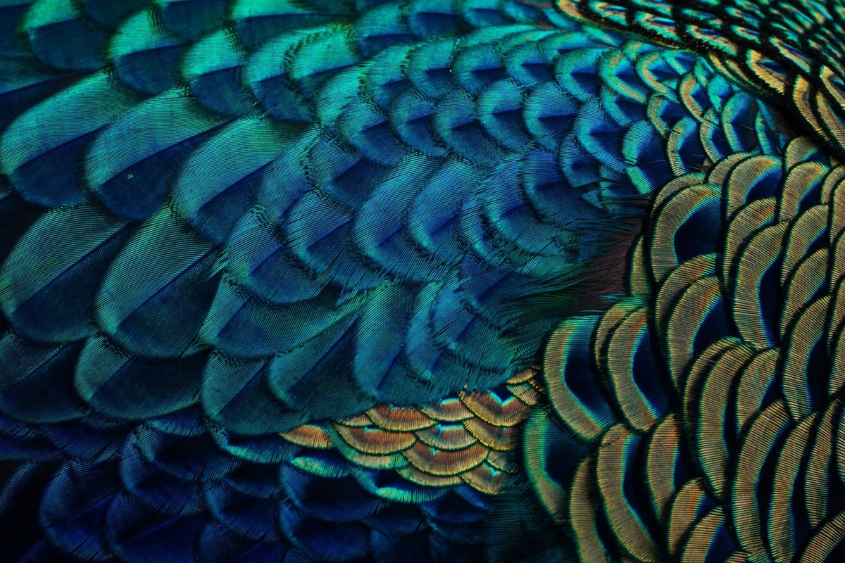 Классические оттенки павлиньего пера — находка для зимнего интерьера. Источник: Shutterstock/FOTODOM