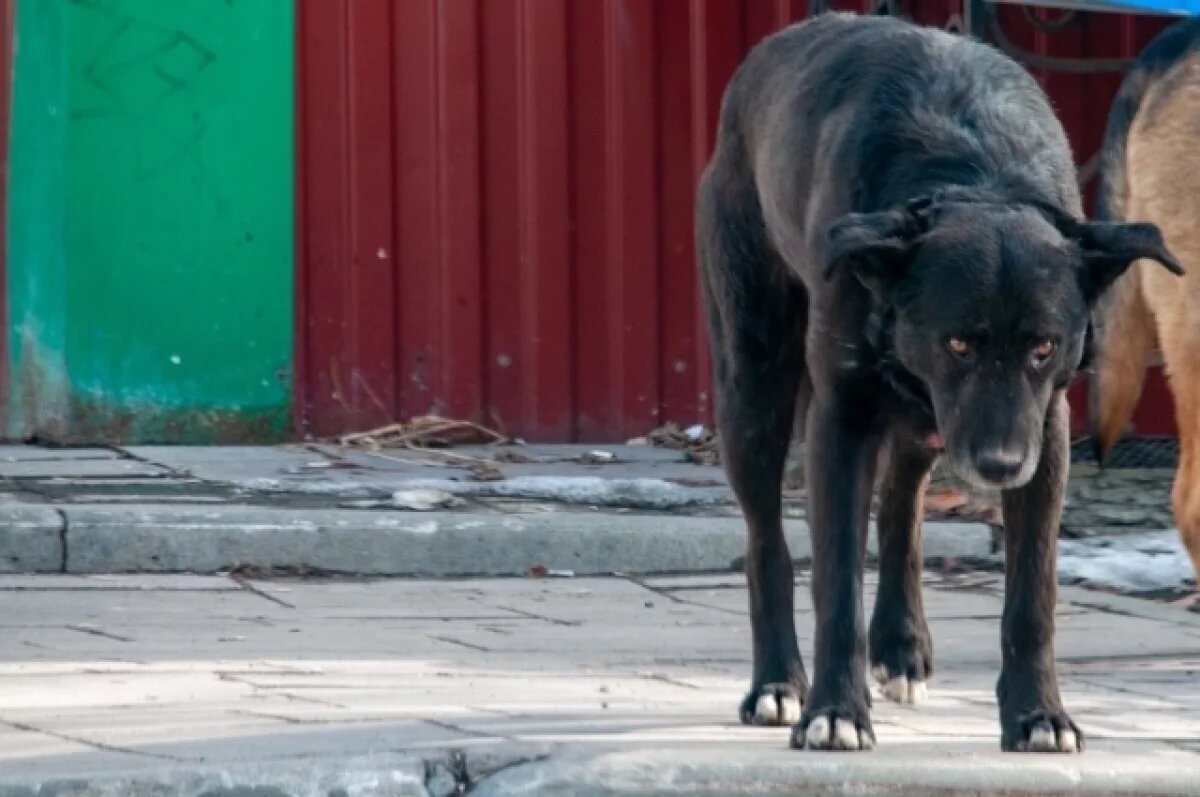   100 тысяч за укус.
