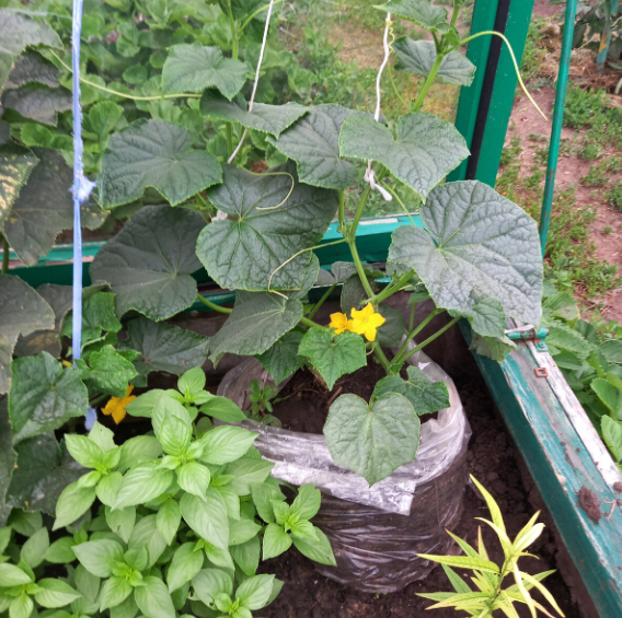 до самого лета огурчики растут в приготовленной с осени земле