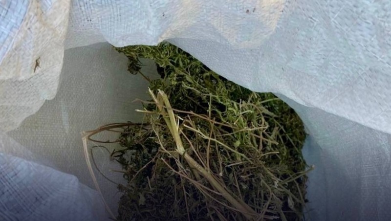      Фото: антинаркотическая комиссия СК