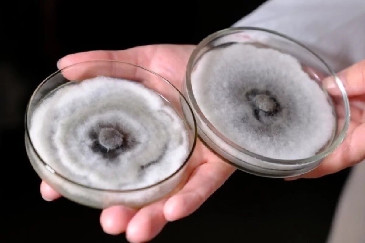    В Красноярске впервые обнаружили опасный гриб, убивающий деревья