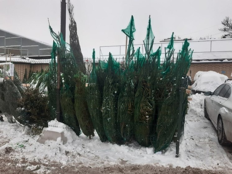     Настоящий еловый аромат, который создает особую атмосферу праздника. Фото: «МК в Великом Новгороде»