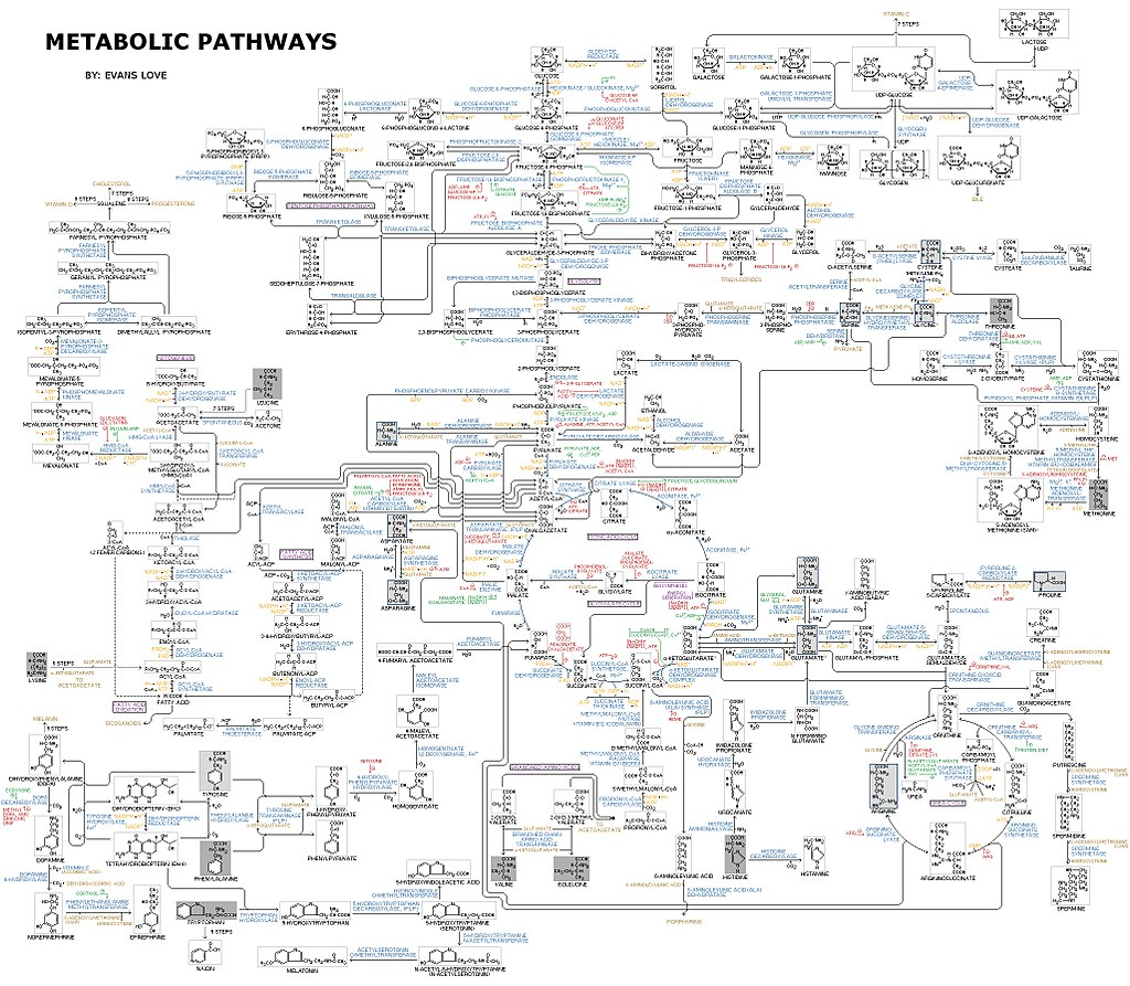 Всегда всё сходится, если посчитать полное уравнение метаболизма😅 