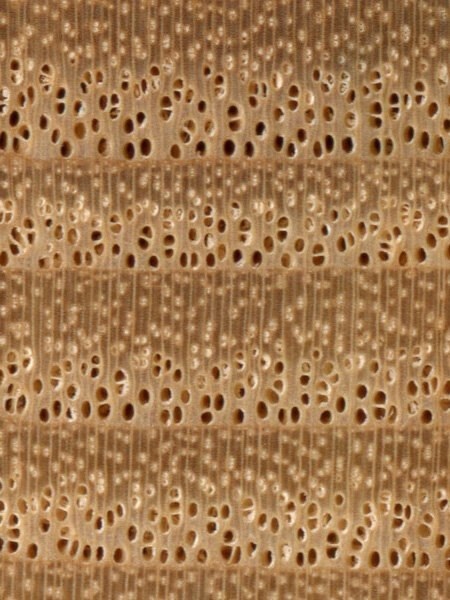 Древесина под микроскопом.