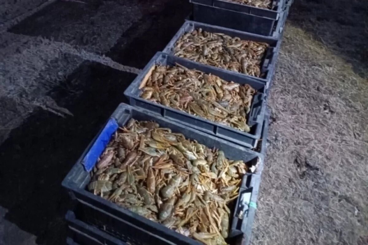    Житель Ростова пытался вывести из Астрахани 10 тысяч раков