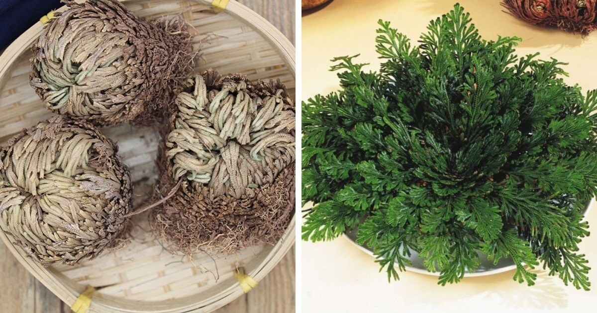 The Rose of Jericho / The Rose of Jericho
