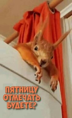 Скрин из Интернета