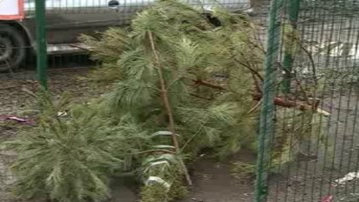    Шесть специальных пунктов сбора ёлок открылись в Курске