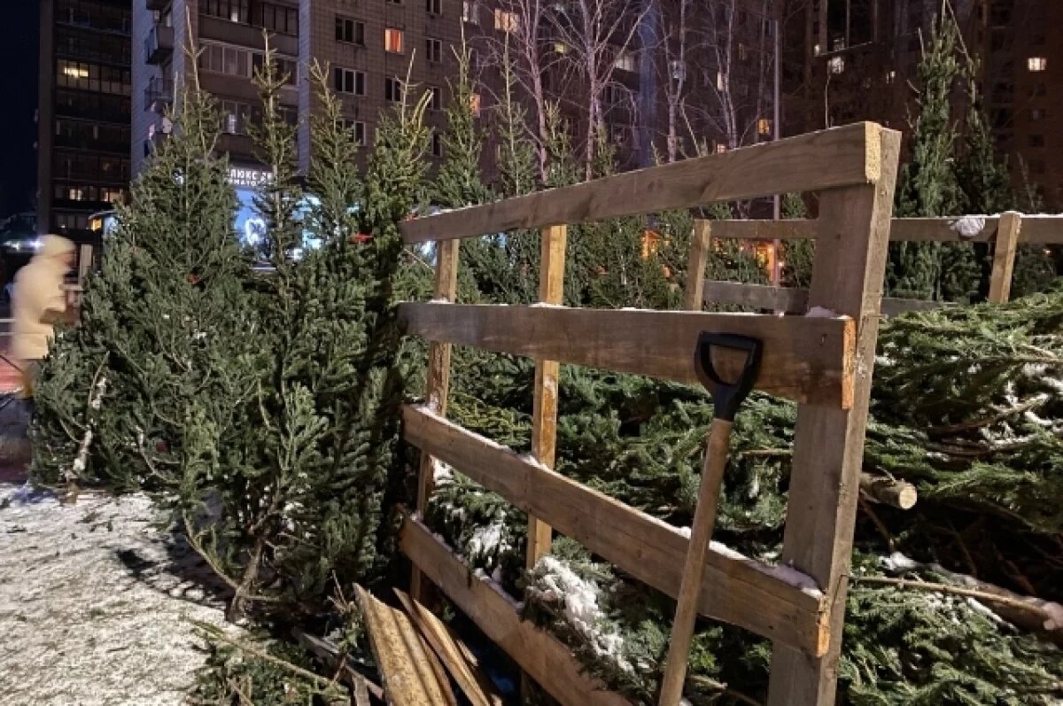    В Новосибирске утилизировали первые 200 новогодних елок