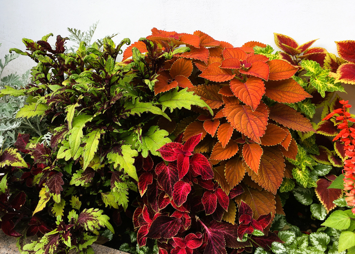 Летняя клумба с колеусами