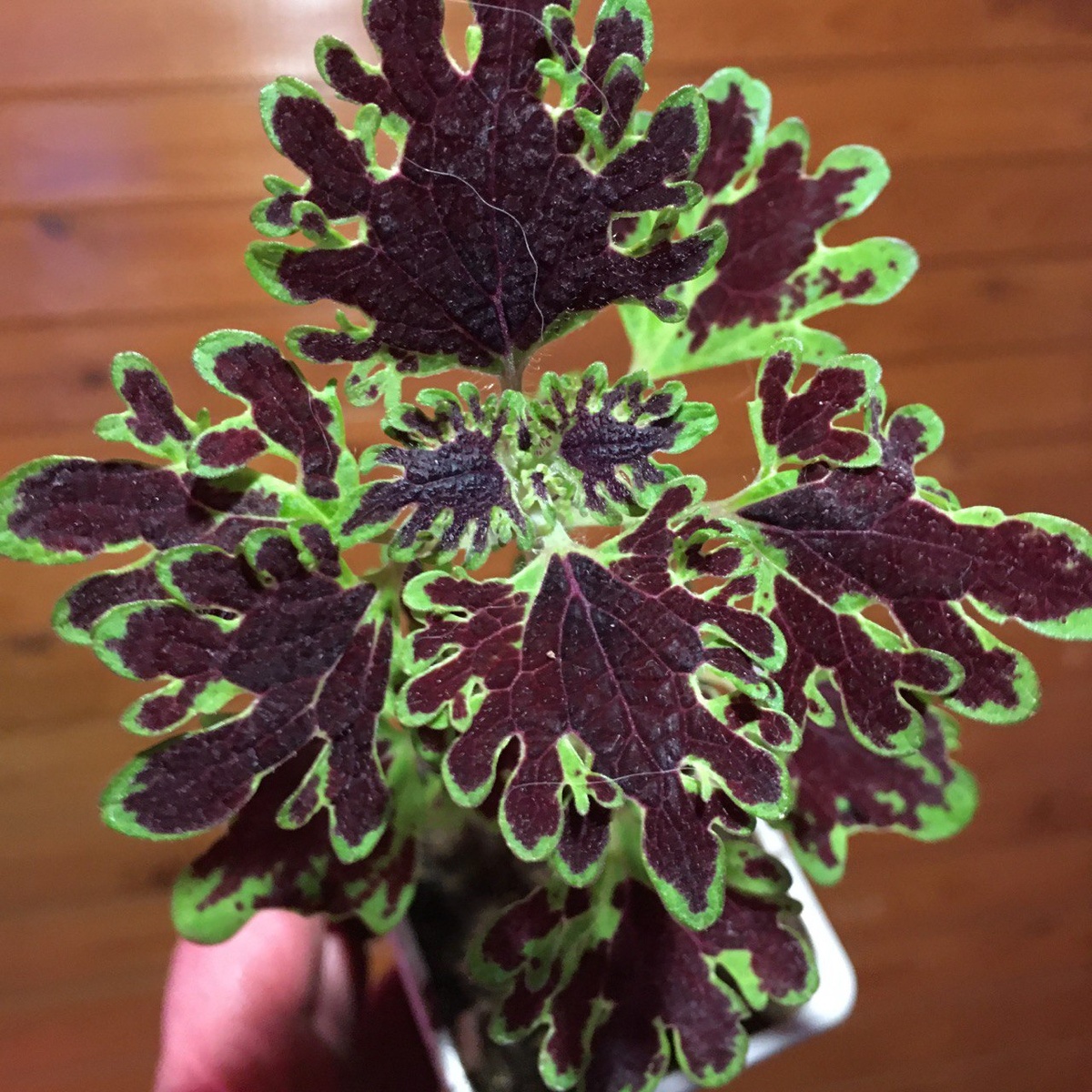 Названия колеусов я не записываю. Они у меня под номерами: это №1