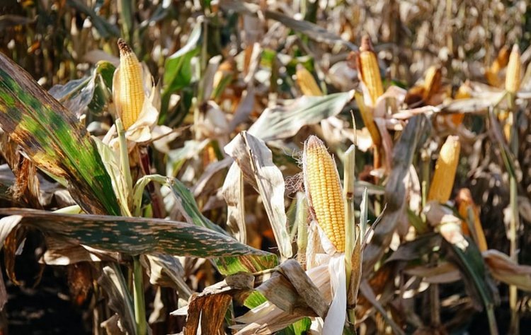    Тайфунам вопреки приморские аграрии выполнили кукурузный план