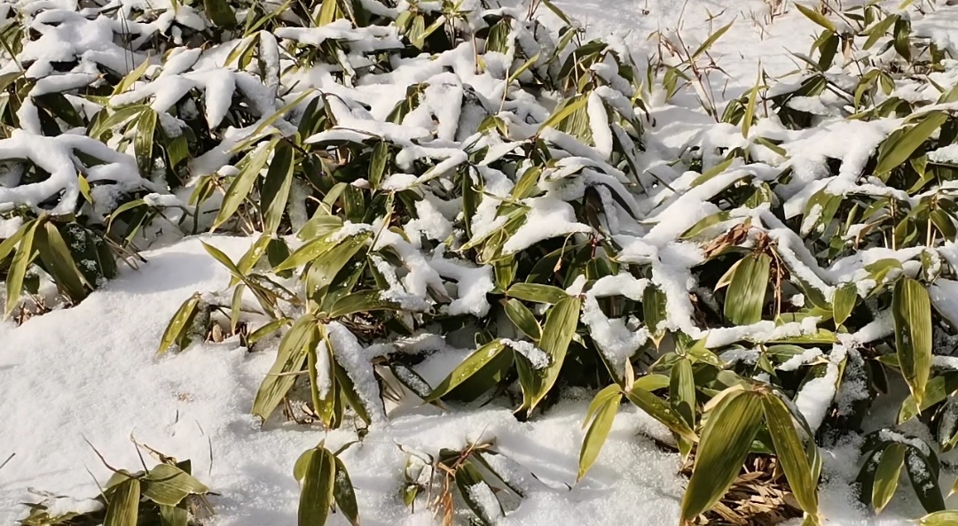 Вечнозеленое растение из рода Sasa