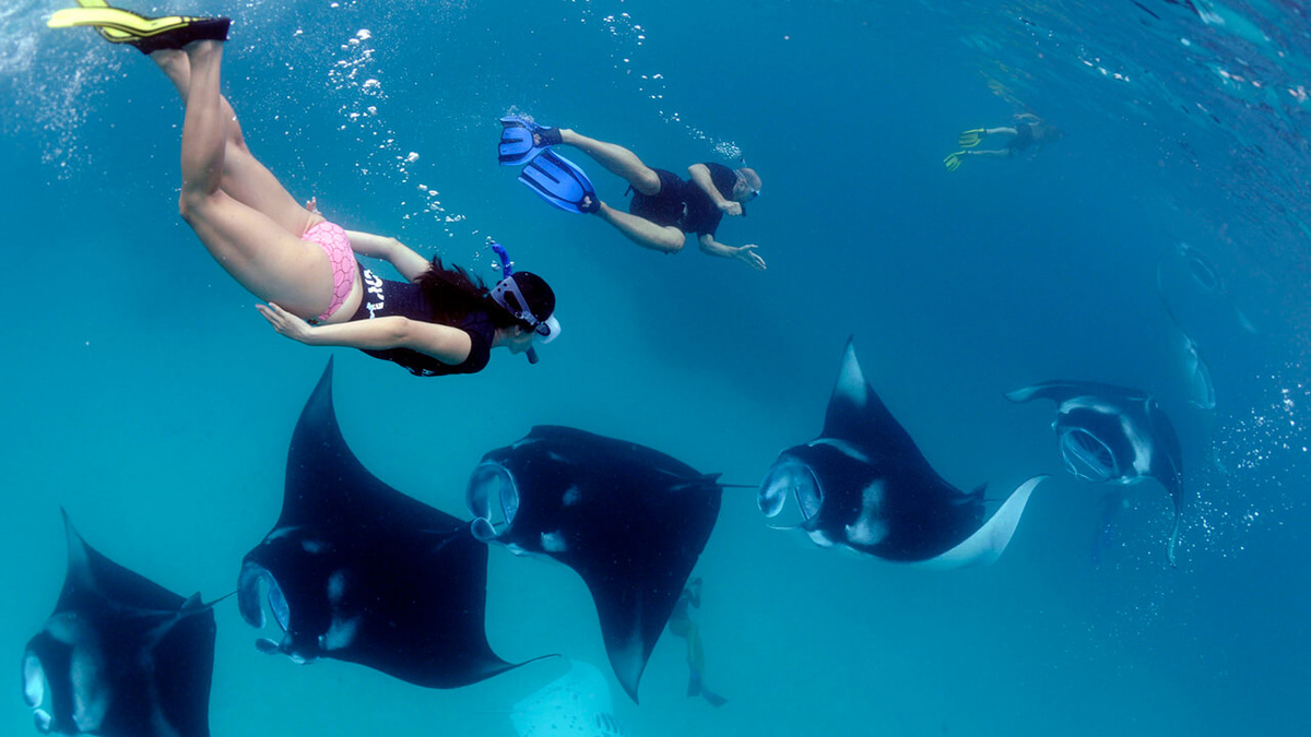 Плавание с мантами на Мальдивах – незабываемое приключение!