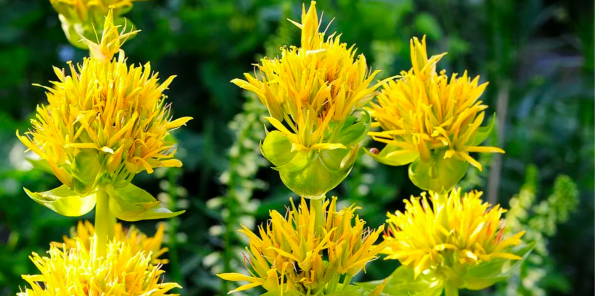 Горечавка желтея. Фото из интернета 