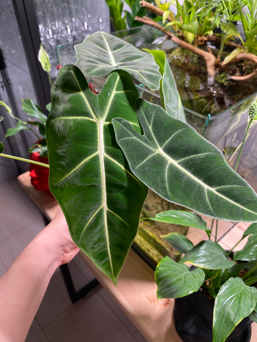 Мой мишка - Алоказия Мишольца